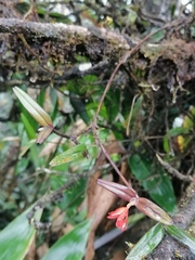 Scaphyglottis arctata