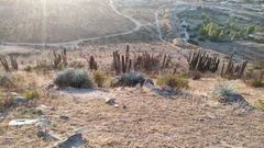 Trichocereus chiloensis chiloensis