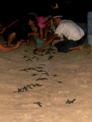 Dermochelys coriacea