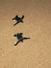 Dermochelys coriacea