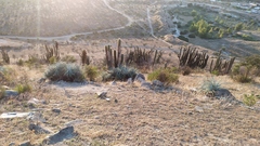 Trichocereus chiloensis chiloensis