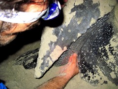 Dermochelys coriacea