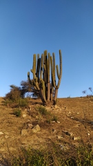Trichocereus chiloensis chiloensis