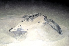 Dermochelys coriacea