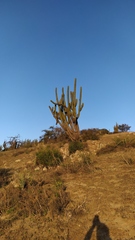Trichocereus chiloensis chiloensis