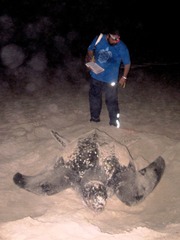 Dermochelys coriacea