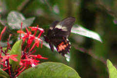 Heraclides anchisiades