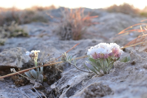 Physaria mcvaughiana · BioDiversity4All