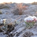 Mcvaugh's Bladderpod - Photo (c) Joey Santore, some rights reserved (CC BY-NC), uploaded by Joey Santore