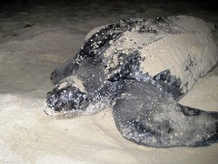Dermochelys coriacea