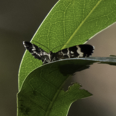 Trichodezia californiata