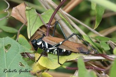 Scaphura elegans