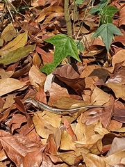 Sphenomorphus indicus