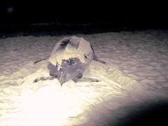 Dermochelys coriacea