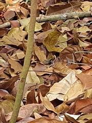 Sphenomorphus indicus