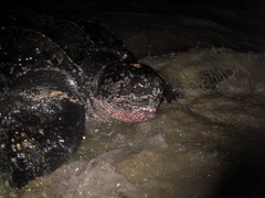 Dermochelys coriacea