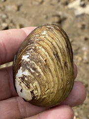 Pleurobema oviforme