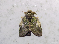 Syntypistis comatus