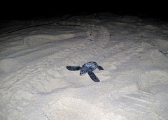Dermochelys coriacea