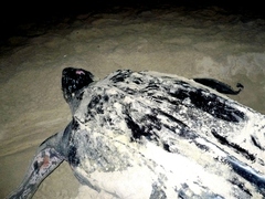 Dermochelys coriacea