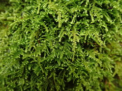 Claopodium bolanderi