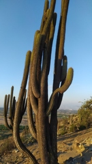 Trichocereus chiloensis chiloensis