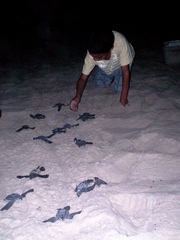 Dermochelys coriacea
