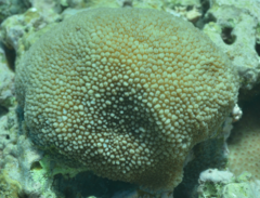 Hydnophora microconos