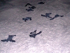 Dermochelys coriacea