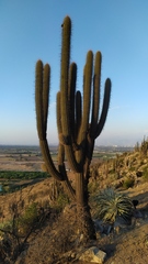 Trichocereus chiloensis chiloensis
