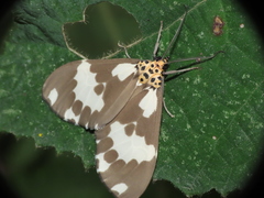 Nyctemera carissima