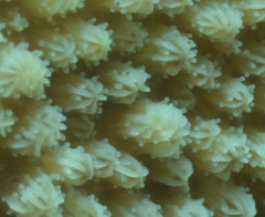 Hydnophora microconos