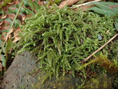 Thamnobryum neckeroides