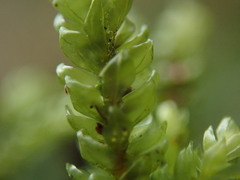 Thamnobryum neckeroides