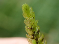 Thamnobryum neckeroides