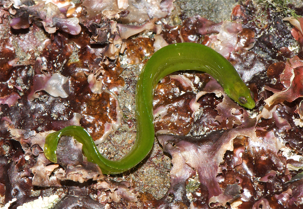 Rockweed Gunnel
