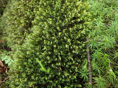 Racomitrium lawtonae