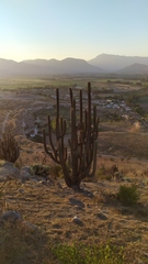 Trichocereus chiloensis chiloensis
