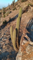 Trichocereus chiloensis chiloensis