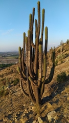 Trichocereus chiloensis chiloensis