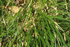 Carex picta