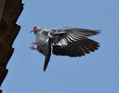 Speckled Pigeon