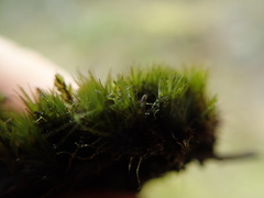 Campylopus atrovirens