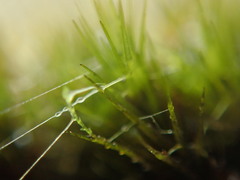 Campylopus atrovirens