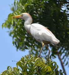 Bubulcus ibis