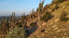 Trichocereus chiloensis chiloensis