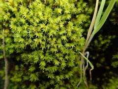 Racomitrium ryszardii