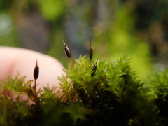 Racomitrium ryszardii