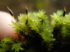 Racomitrium ryszardii