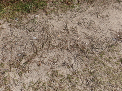 Juncus breweri